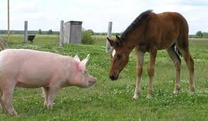 Самые известные лошади - от Буцефала до Лошарика