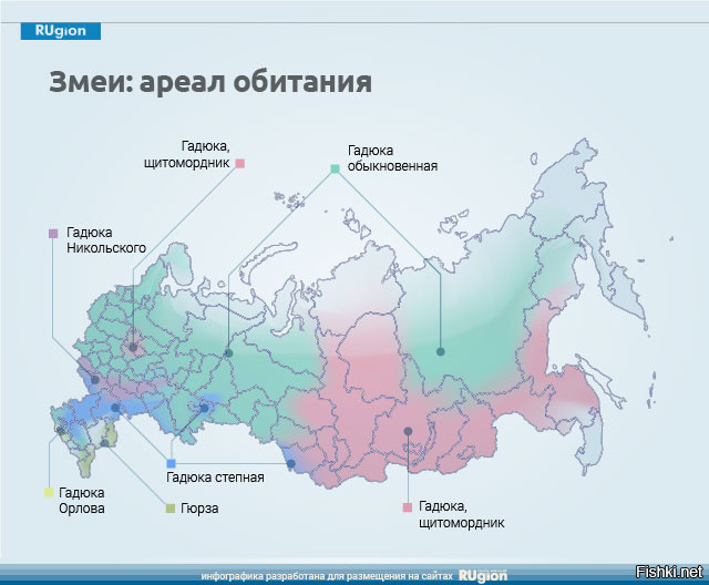 В каких районах обитаешь. Ареал обитания ядовитых змей в России. Гадюка ареал обитания. Ареал обитания гадюки на карте. Ареал обитания Степной гадюки.