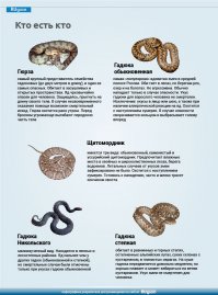 Укус гадюки. Личный опыт 