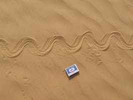 Что характерно, так это след от змеи. У гадюки амплитуда большая, ползет медленнее