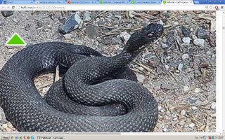 Я кстати в таких клубках, чаще гадюк видел, ужи как попало. Попробовал увеличить