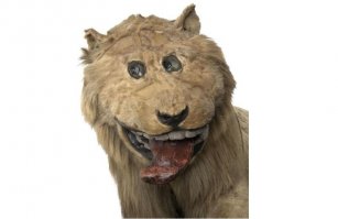 Как бы выглядели животные, если бы их глаза были спереди