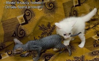 Вот идеальный вариант мышеловки.