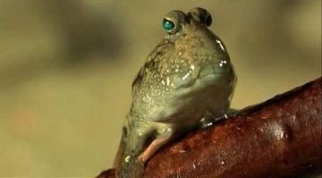 Дизайнера вдохновила сама природа.