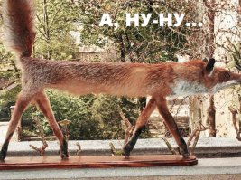 Неудачные работы таксидермистов