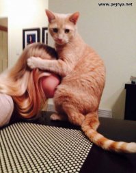 Фото котов, которые плевать хотели на ваше личное пространство