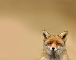 Этот щенок койота сам пришел к людям за помощью