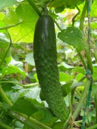 Знакомый рассказал далее с его слов.
-Вышел на огород,смотрю сосед стоит и внимательно так на мою вишню смотрит.А потом и спрашивает.
-Слышь сосед это у тебя вишня ?
-Ну да
-А че на ней бананы растут?
-Ну думаю все пришла к соседу белка не иначе.А он мне -ты сюда подойди да на свою вишню со стороны глянь.Подошел на край глянул, ну да висят три банана...на вишневом дереве...
Потом выяснилось что он под деревом огуречную грядку по весне высаживал, а на нижнюю ветку шнур навязал чтоб было куда огурцам плестись ну да видно не уследил, одна плеть куда-то повыше полезла а поскольку сорт был салатный ближе к осени получились "бананы".Причем снизу, сбоку их не видать листья мешают, а вот со стороны видно. Сосед голову сломал в попытках понять что же он все таки видит