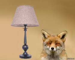 Этот щенок койота сам пришел к людям за помощью