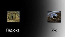 Медведя за все свою жизнь 1 раз в лесу видел, чуть кирпичную фабрику не отстроил. Змеям в  глаза смотрите  У ядовитых змей зрачёк как у кошки, у всех остальных (Ужей, полозов, медянок) круглый.