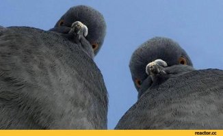 В США госпитализировали 70-летнего пенсионера, который жил с 350 голубями