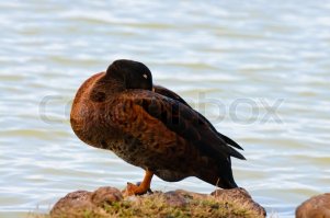 Я с детства видел у бабушки в деревне как гуси и утки спят стоя на одной ноге. :) Но вот то что они в это время думают, я не знал