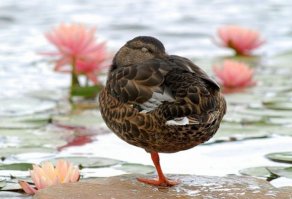 Я с детства видел у бабушки в деревне как гуси и утки спят стоя на одной ноге. :) Но вот то что они в это время думают, я не знал