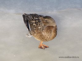 Я с детства видел у бабушки в деревне как гуси и утки спят стоя на одной ноге. :) Но вот то что они в это время думают, я не знал