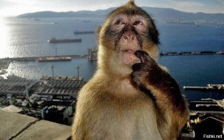 И над этим смеяться или cлушать надо?