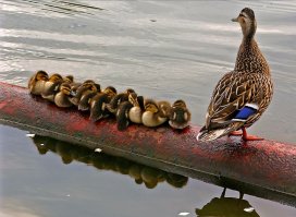 Уточка едроса в коттедже с подогревом.
А уточка простая гражданка России в ожидании решения проблемы доступное жильё с утятами на ржавой трубе.