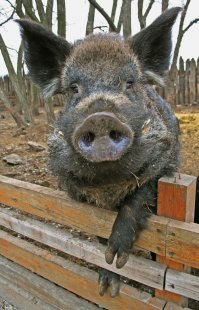 и чо, и чо?.. в смысле - шо сказал?..