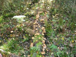 А я опята собираю, осень рулит