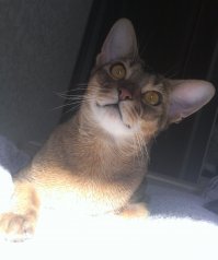 “Днем мурки видят хуже человека, окружающие картинки смазаны” – не очень верится. Вот этот, который живёт у меня дома, днём углядел микро-букаху, которую я не смог даже пальцами поднять, а он её выслеживал весь день у плинтуса.