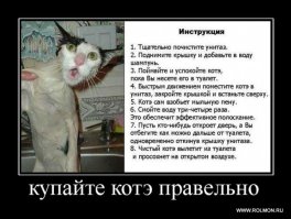 Купание кота, как вид боевого искусства