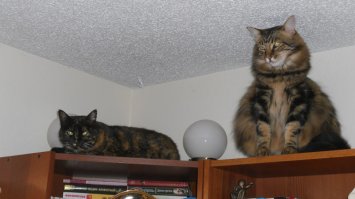 Мои кисулечки.