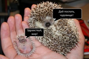 18 очаровательных новорожденных животных, которые растопят ваше сердце