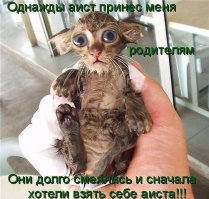 Котики