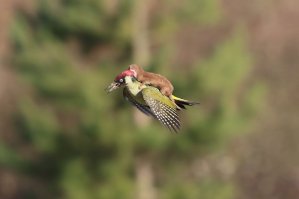 Лучшие работы конкурса смешных фотографий дикой природы