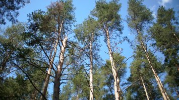 Долго будет Каpелия сниться,
 Будут сниться с этих поp.
 Остpоконечных елей pесницы.
 Над голубыми глазами озеp.