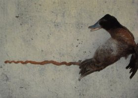 Пишут,что "Пенис селезня аргентинских озерных уток может достигать 42 см в длину, что равно длине его тела, и по форме он напоминает штопор." И эрекции достигает за 0,3 секунды - рекорд скорости.