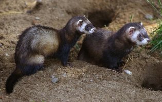 Факт: если у самки хорька начинается брачный период, но поблизости нет самца, она умирает
Во время течки самки хорька должны размножаться, иначе они могут умереть от апластической анемии. Через некоторое время высокий уровень эстрогена помешает костному мозгу вырабатывать красные кровяные тельца.