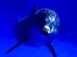 Факт: дельфины, как и люди, занимаются сексом ради удовольствия
Сам половой акт у дельфинов достаточно короткий, но может повторяться несколько раз за короткий промежуток времени. Разные виды дельфинов также могут иметь половые связи, в результате чего поучаются гибриды. Иногда дельфины показывают заинтересованность и в других животных и даже в человеке.