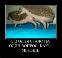 15 странных особенностей поведения различных животных во время спаривания