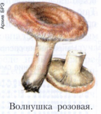 Фотоподборка 