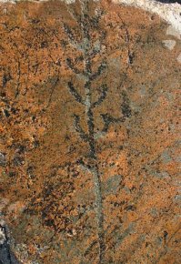 Самое старое в мире дерево растёт в Швеции - ему девять с половиной тысяч лет