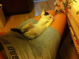 я несколько дней назад взял месячного котенка! его нашли на улице ужас короче! я не смог не взять его! но я вообще не знаю что делать дальше в плане корма! женщина отдала роял канин для котят в виде паштета, и вообще она очень добрая, отдала все что купила для него, лоток, переноску-домик он там спит, три банки корма, смесь как молоко у кошки, витамины, жидкость для глазок, от глистов лекарства! все бесплатно и к подъезду привезла, я 500 р дал, хотел больше но она не взяла! вчера купили ему всяких игрушек и шампуни! когда спит я ему под его подстилку положил сушилки для обуви у него там очень тепло! вот объявление и уже мои фотки! сегодня пойду к врачу спрошу чем лучше кормить и все такое! жене сказал что в магазин а сам котенка принес, ну раздеваюсь, а он в зал пробежал, жена говорит Максим там кто то пробежал, я говорю да ты чего кто это может быть, она говорит сходи посмотри, я вышел а Котик за мной, она аж прослезилась) не отходит теперь от него.