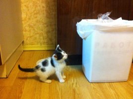 я несколько дней назад взял месячного котенка! его нашли на улице ужас короче! я не смог не взять его! но я вообще не знаю что делать дальше в плане корма! женщина отдала роял канин для котят в виде паштета, и вообще она очень добрая, отдала все что купила для него, лоток, переноску-домик он там спит, три банки корма, смесь как молоко у кошки, витамины, жидкость для глазок, от глистов лекарства! все бесплатно и к подъезду привезла, я 500 р дал, хотел больше но она не взяла! вчера купили ему всяких игрушек и шампуни! когда спит я ему под его подстилку положил сушилки для обуви у него там очень тепло! вот объявление и уже мои фотки! сегодня пойду к врачу спрошу чем лучше кормить и все такое! жене сказал что в магазин а сам котенка принес, ну раздеваюсь, а он в зал пробежал, жена говорит Максим там кто то пробежал, я говорю да ты чего кто это может быть, она говорит сходи посмотри, я вышел а Котик за мной, она аж прослезилась) не отходит теперь от него.