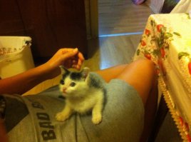 я несколько дней назад взял месячного котенка! его нашли на улице ужас короче! я не смог не взять его! но я вообще не знаю что делать дальше в плане корма! женщина отдала роял канин для котят в виде паштета, и вообще она очень добрая, отдала все что купила для него, лоток, переноску-домик он там спит, три банки корма, смесь как молоко у кошки, витамины, жидкость для глазок, от глистов лекарства! все бесплатно и к подъезду привезла, я 500 р дал, хотел больше но она не взяла! вчера купили ему всяких игрушек и шампуни! когда спит я ему под его подстилку положил сушилки для обуви у него там очень тепло! вот объявление и уже мои фотки! сегодня пойду к врачу спрошу чем лучше кормить и все такое! жене сказал что в магазин а сам котенка принес, ну раздеваюсь, а он в зал пробежал, жена говорит Максим там кто то пробежал, я говорю да ты чего кто это может быть, она говорит сходи посмотри, я вышел а Котик за мной, она аж прослезилась) не отходит теперь от него.