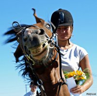 Вот от меня такая же лошадь