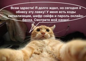 Этот кот уже 9 лет работает без выходных в магазине