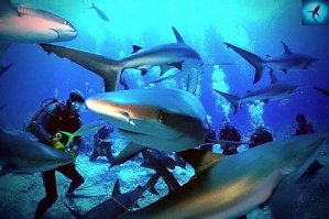 Диковинные места с самой прозрачной в мире водой