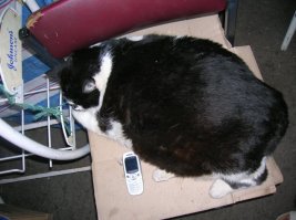 В Одессе, на Новом рынке, больше 10-и лет жила кошка Базарина (ударение на и). Она помясистее была, 12 кило живого веса.