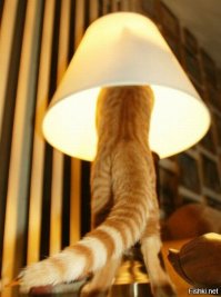 а как еще туристов привлечь ? ))))