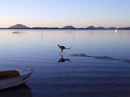 Австралиец снял на видео кенгуру, поедающего туалетную бумагу