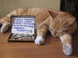 Этот кот уже 9 лет работает без выходных в магазине