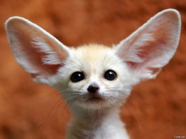 Лучшие работы конкурса смешных фотографий дикой природы