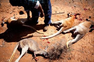 Ну-да, ну-да... Потратить тысячи на операцию трем котятам, на которые можно было бы сделать какую нить операцию своему же жителю, у которого в силу каких то причин не оказалось страховки, и в то же время ПРОСТО РАДИ УДОВОЛЬСТВИЯ охотится на других братьев меньших:
(какое лицемерие... да что там, лицемерие в квадрате)