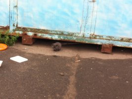 Может кому не хватает наглой мордочки? Работаю на стройке и возле бытового городка есть котята. Очень красивые, похожи на британцев. Их пытаются раздать, вроде одного уже забрали т.к. видел как одна девушка выбирала. Если кто заинтересовался могу поймать, ну только серый подходит ко мне ласкаться. Кормлю их, а вот забрать не могу.