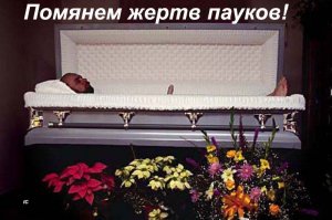 Семья сбежала из родного дома из-за пауков, вызывающих 4-часовую эрекцию