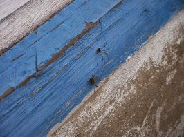 А я люблю снимать разных насекомых, высокохудожественное фото конечно не получается, а вот интересное часто.